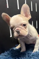 Candi, a female French Bulldog for sale in Sturgis, MI – Photo 2 of 7