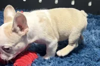 Candi, a female French Bulldog for sale in Sturgis, MI – Photo 6 of 7
