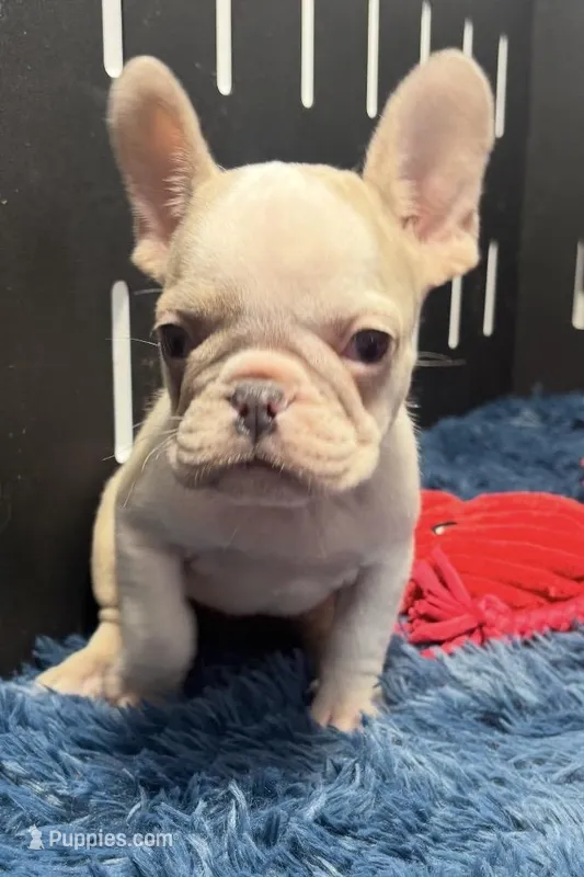 Candi – French Bulldog puppy for sale in Sturgis, MI