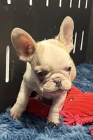 Candi, a female French Bulldog for sale in Sturgis, MI – Photo 7 of 7
