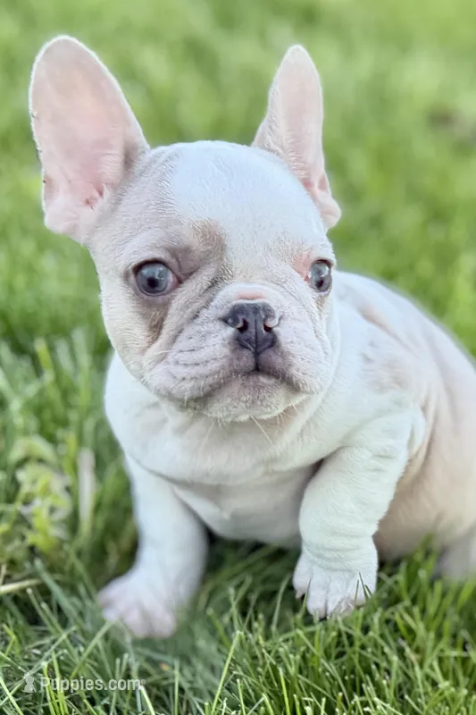 Candi – French Bulldog puppy for sale in Sturgis, MI
