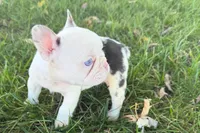Ona , a female French Bulldog for sale in Sturgis, MI – 3 of 9