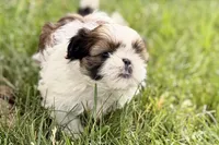 Velvet, a female Shih Tzu for sale in Sturgis, MI – 3 of 10