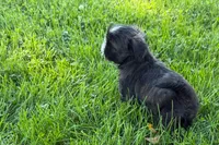 Gina, a female Shih Tzu for sale in Sturgis, MI – 8 of 10