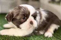 Sophie, a female Shih Tzu for sale in Sturgis, MI – Photo 6 of 10