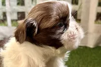 Sophie, a female Shih Tzu for sale in Sturgis, MI – Photo 2 of 10