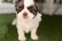 Sophie, a female Shih Tzu for sale in Sturgis, MI – Photo 8 of 10