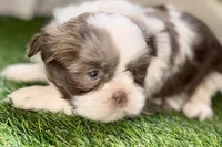 Sophie, a female Shih Tzu for sale in Sturgis, MI – Photo 3 of 10