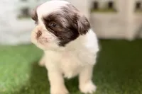 Sophie, a female Shih Tzu for sale in Sturgis, MI – Photo 1 of 10