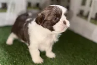 Sophie, a female Shih Tzu for sale in Sturgis, MI – Photo 10 of 10