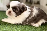 Sophie, a female Shih Tzu for sale in Sturgis, MI – Photo 9 of 10