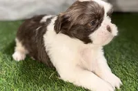 Sophie, a female Shih Tzu for sale in Sturgis, MI – Photo 5 of 10