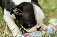 Libby, a female Boston Terrier for sale in Sturgis, MI – 3 of 10