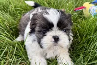 Vada, a female Shih Tzu for sale in Sturgis, MI – 9 of 10
