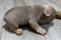 Pistol, a male French Bulldog for sale in Sturgis, MI – 2 of 10