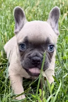 Knox, a male French Bulldog for sale in Sturgis, MI – 3 of 10