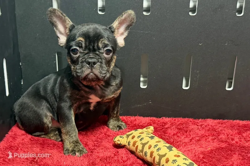 Yarma  – French Bulldog puppy for sale in Sturgis, MI
