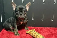 Yarma , a female French Bulldog for sale in Sturgis, MI – 1 of 10