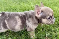April, a female French Bulldog for sale in Sturgis, MI – 7 of 9
