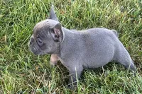 Alan, a male French Bulldog for sale in Sturgis, MI – 9 of 10