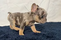 Fern, a female French Bulldog for sale in Sturgis, MI – 3 of 9