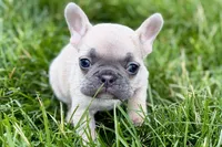 Jade, a female French Bulldog for sale in Sturgis, MI – 3 of 9