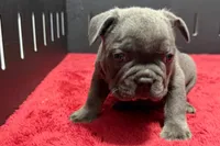 Lionel, a male French Bulldog for sale in Sturgis, MI – 9 of 10