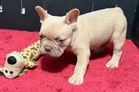Leo, a male French Bulldog for sale in Sturgis, MI – 4 of 9