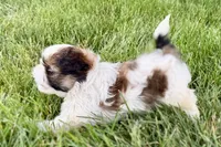Velvet, a female Shih Tzu for sale in Sturgis, MI – 9 of 10