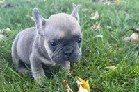 Nina, a female French Bulldog for sale in Sturgis, MI – 2 of 8