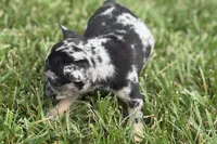Tiny, a female French Bulldog for sale in Sturgis, MI – 9 of 10