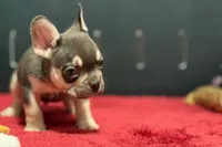 Dean, a male French Bulldog for sale in Sturgis, MI – 5 of 10