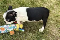 Nova, a female Boston Terrier for sale in Sturgis, MI – 7 of 9