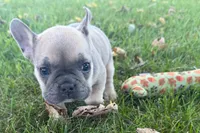 Nelly, a female French Bulldog for sale in Sturgis, MI – 2 of 10