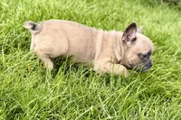 Knox, a male French Bulldog for sale in Sturgis, MI – 5 of 10
