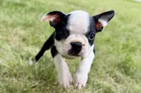 Nyla, a female Boston Terrier for sale in Sturgis, MI – 5 of 10