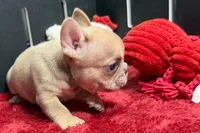 Walter, a male French Bulldog for sale in Sturgis, MI – 2 of 9
