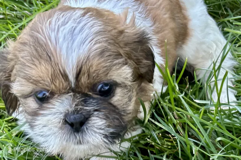 Ivona  – Shih Tzu puppy for sale in Sturgis, MI
