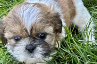 Ivona , a female Shih Tzu for sale in Sturgis, MI – 1 of 7