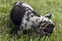 Tiny, a female French Bulldog for sale in Sturgis, MI – 5 of 10