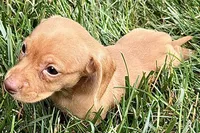 Wilson, a male Dachshund for sale in Sturgis, MI – 2 of 10