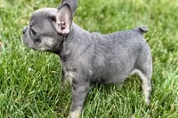 Emmy, a female French Bulldog for sale in Sturgis, MI – 6 of 8