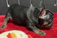 Yarma, a  French Bulldog for sale in Sturgis, MI – 4 of 6
