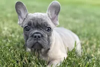 Elvis, a male French Bulldog for sale in Sturgis, MI – 8 of 9