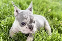 Tucker, a male French Bulldog for sale in Sturgis, MI – 8 of 10