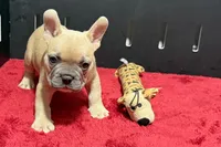 Luke, a male French Bulldog for sale in Sturgis, MI – 8 of 10