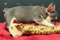 Dean, a male French Bulldog for sale in Sturgis, MI – 4 of 10