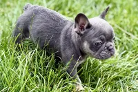 Kenzie, a female French Bulldog for sale in Sturgis, MI – 4 of 10