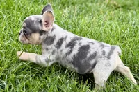 Koda, a male French Bulldog for sale in Sturgis, MI – 5 of 10
