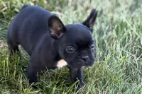 Alice , a female French Bulldog for sale in Sturgis, MI – 9 of 10